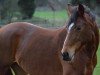 broodmare La Ram Zam Zam (KWPN (Royal Dutch Sporthorse), 2004, from Lord Sinclair I)