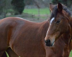 broodmare La Ram Zam Zam (KWPN (Royal Dutch Sporthorse), 2004, from Lord Sinclair I)