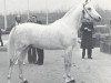 stallion Ibn Hadsai ox (Arabian thoroughbred, 1972, from Hadban Enzahi 1952 EAO)