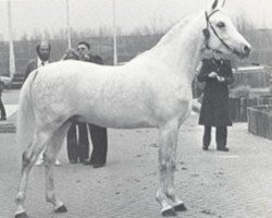 stallion Ibn Hadsai ox (Arabian thoroughbred, 1972, from Hadban Enzahi 1952 EAO)