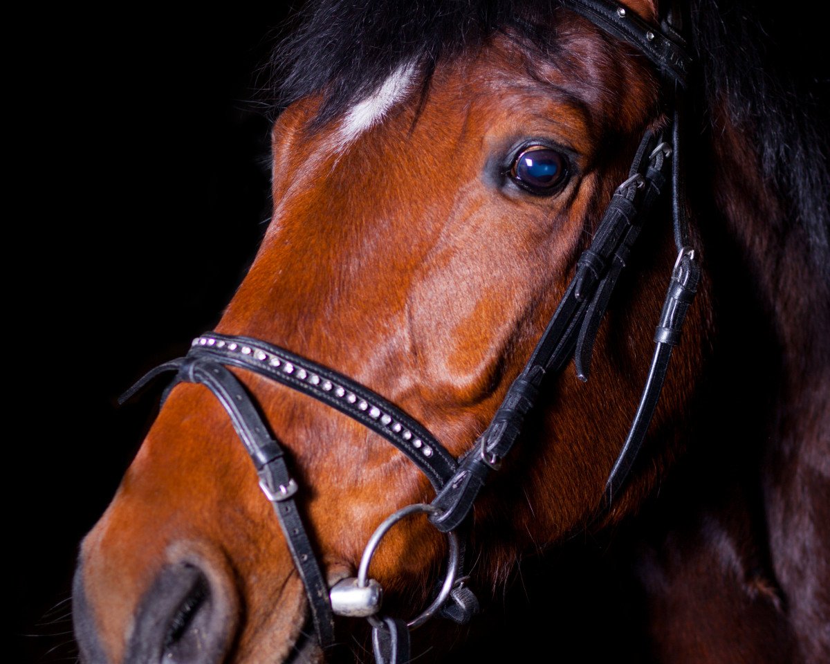 dressage horse Maybe Mike (German Warmblood, 2006)