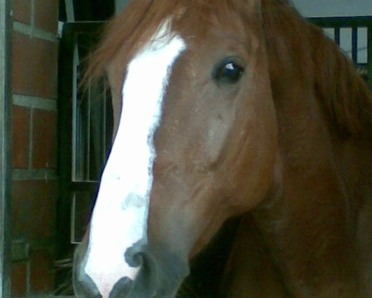 Springpferd Fiorella 108 (Westfale, 2006, von Fürst Piccolo)