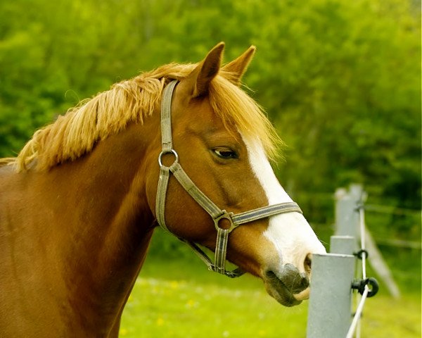 broodmare Ninett III (German Riding Pony, 1998, from Top Nordstern)