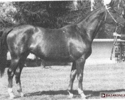 broodmare Izaura (Polish Warmblood, 1980, from Baca)