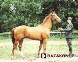 Deckhengst Alkierz (Polnisches Warmblut, 1977, von Lorison xx)