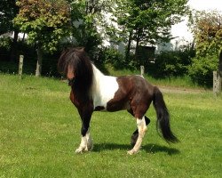 stallion Smyrill vom Hülbehof (Iceland Horse, 1996, from Kjarval de Bourbon)