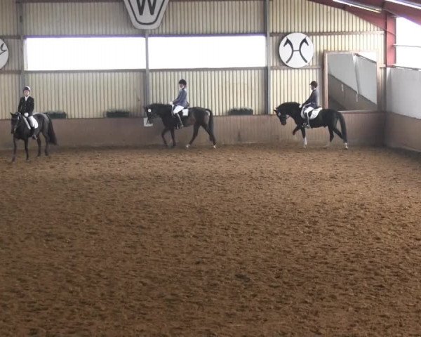 Video of Ambassador, Nino The Champ