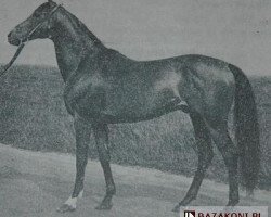 stallion Fort de France xx (Thoroughbred, 1950, from Escamillo xx)