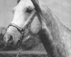 stallion Magnit ox (Arabian thoroughbred, 1969, from Aswan 1958 EAO)