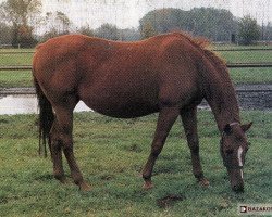 broodmare Arabella x (Anglo-Arabs, 1971, from Cross xx)