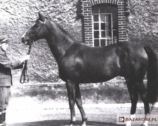 stallion Dorpat xx (Thoroughbred, 1950, from Ettore Tito xx)