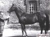 stallion Dorpat xx (Thoroughbred, 1950, from Ettore Tito xx)