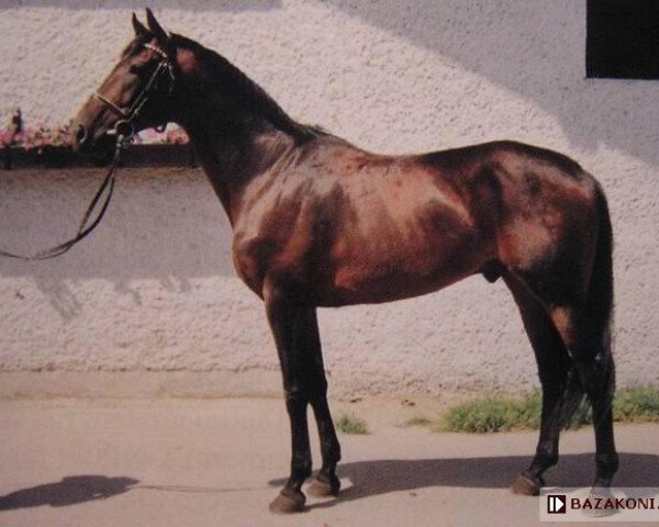 stallion Arcyksiaze (Anglo-Arabs, 1989, from Campetot x)