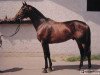 stallion Arcyksiaze (Anglo-Arabs, 1989, from Campetot x)