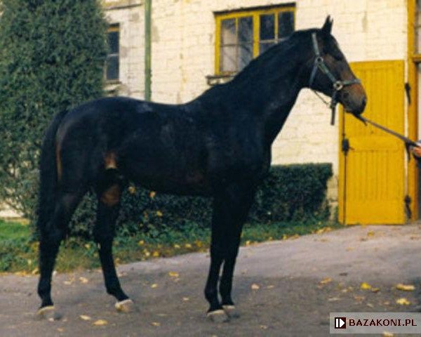stallion Emir (Little-Poland (malopolska), 1993, from Arcyksiaze)