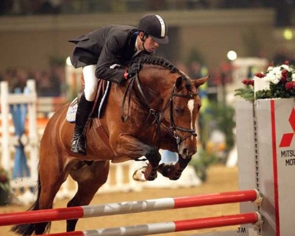 stallion Vino (KWPN (Royal Dutch Sporthorse), 2002, from Numero Uno)