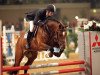 stallion Vino (KWPN (Royal Dutch Sporthorse), 2002, from Numero Uno)