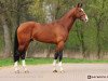 stallion Durano W (KWPN (Royal Dutch Sporthorse), 2008, from Vino)