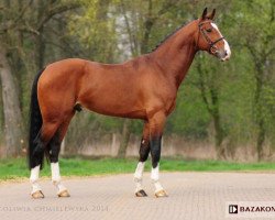 stallion Durano W (KWPN (Royal Dutch Sporthorse), 2008, from Vino)