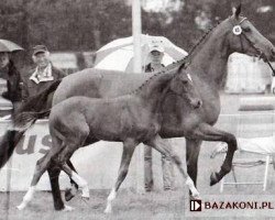 broodmare Valanita (KWPN (Royal Dutch Sporthorse), 2002, from Placido)