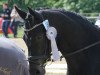 dressage horse Soulmate (Westphalian, 2008, from San Remo)