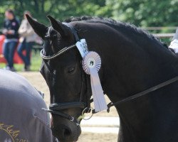 dressage horse Soulmate (Westphalian, 2008, from San Remo)