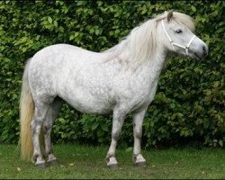 Zuchtstute Ilca (Shetland Pony,  , von Indigo)