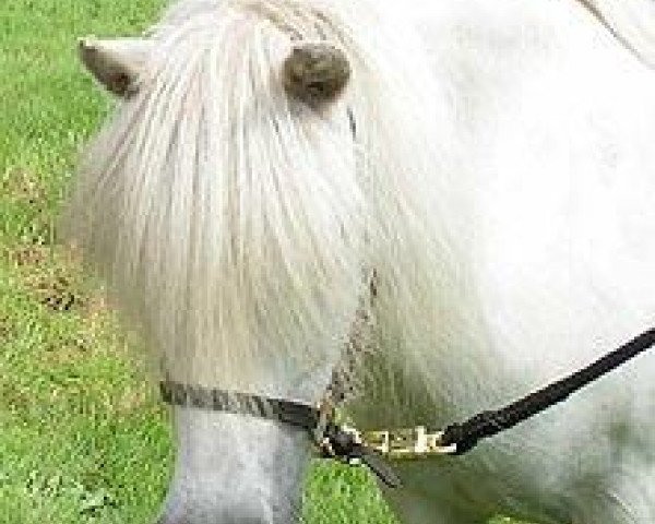 Zuchtstute Lady Carina (Shetland Pony, 1995, von Claudius)