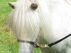 Zuchtstute Lady Carina (Shetland Pony, 1995, von Claudius)