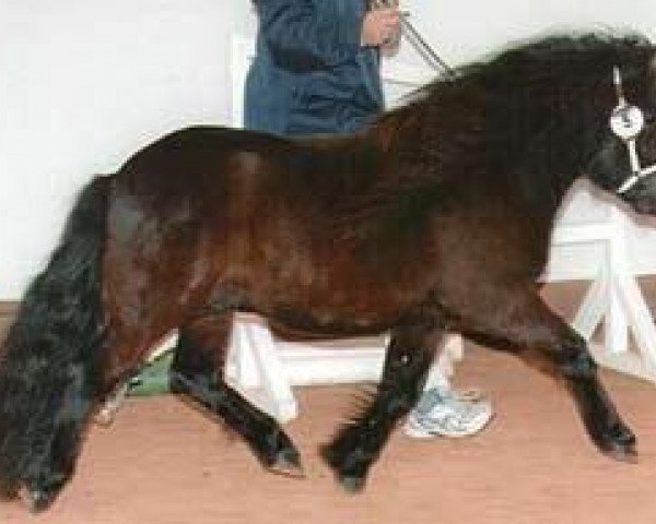 Springpferd Imilio (Shetland Pony, 2007, von Indigo)