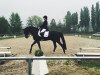 dressage horse Sandrigo 5 (Oldenburg, 2004, from Sandro Hit)