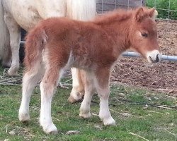 Zuchtstute Dorosalas Honeymoon (Shetland Pony (unter 87 cm), 2014, von Uno van de Zandhoven)