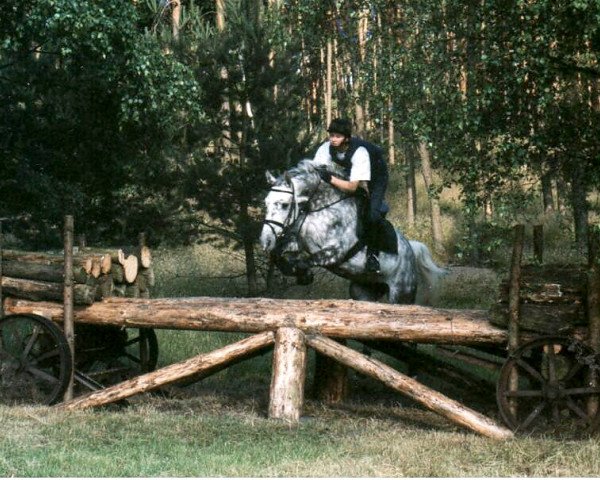 Zuchtstute Silver Dream (Hannoveraner, 1992, von Sao Paulo)