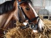 horse Forlutz (German Riding Pony, 2008, from French Festival)