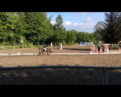 dressage horse Kyra 180 (Nederlands Welsh Ridepony, 2010, from Blokland's Hoeve's Mr. Silvano)