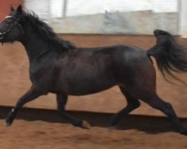 horse Holsteins Jamira (German Riding Pony, 2009, from Barrichello)