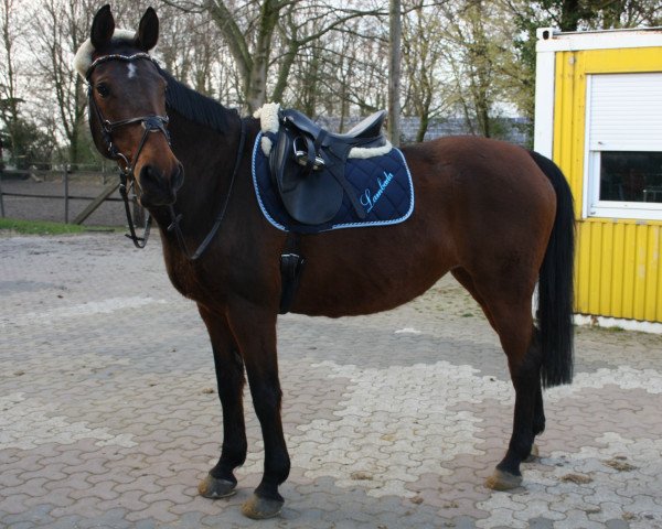 Pferd Lambada 220 (Westfale,  )