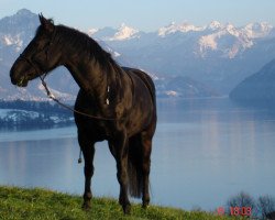 horse Mr Shades of Diamond (Quarter Horse, 1996, from Mr Yukon Wonder)