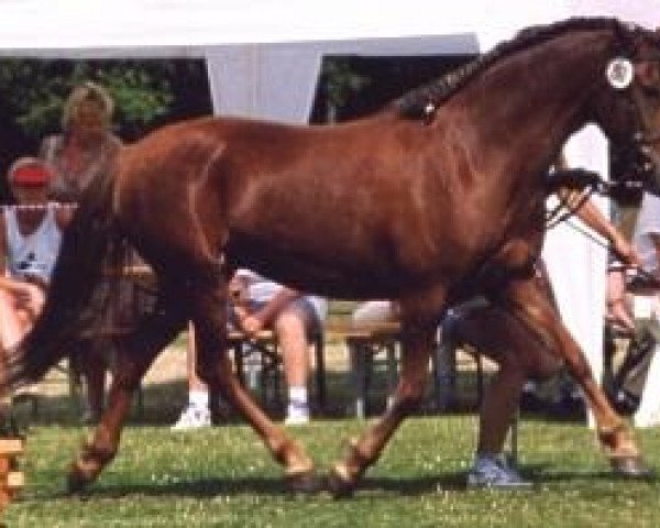 broodmare Janette (German Riding Pony, 1990, from Llanarth Fire Flyer)