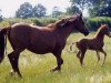broodmare Jameika (German Riding Pony, 1980, from Patrick)