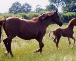 Zuchtstute Jameika (Deutsches Reitpony, 1980, von Patrick)