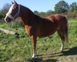 broodmare Holsteins Sunnygirl (German Riding Pony, 2001, from Horsegate Minstrel)