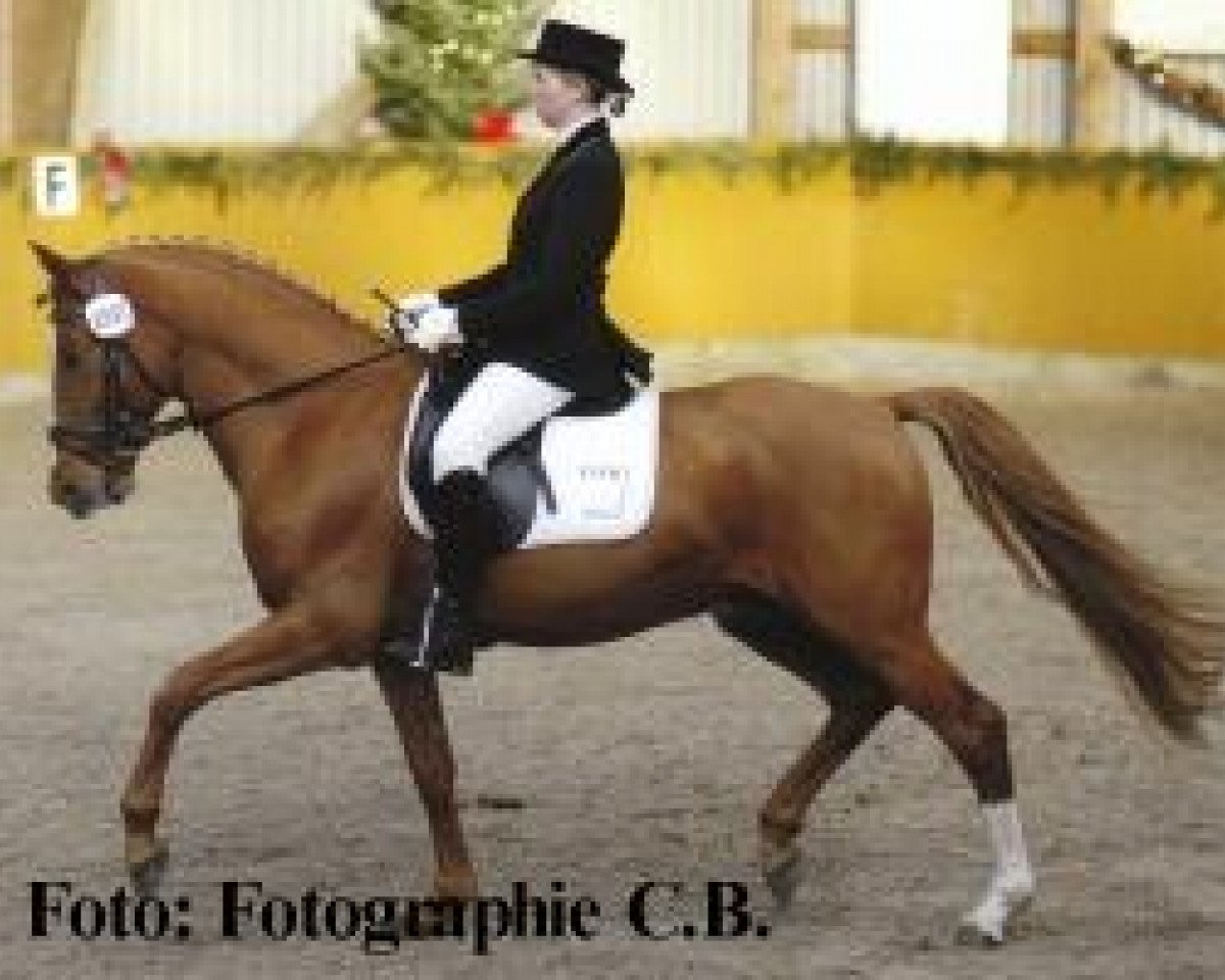 Deckhengst Fs Disagio (Deutsches Reitpony, 2000, von FS Don't Worry)