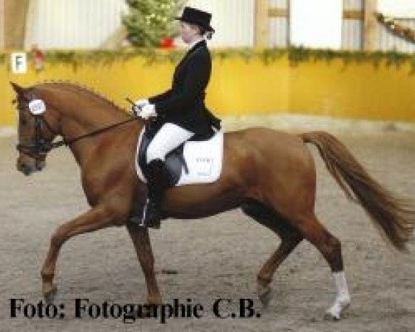 dressage horse FS Disagio (German Riding Pony, 2000, from FS Don't Worry)