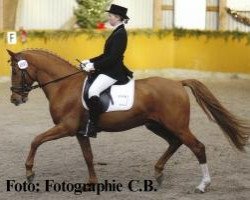 stallion Fs Disagio (German Riding Pony, 2000, from FS Don't Worry)