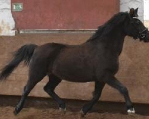 broodmare Sonja (German Riding Pony, 1991, from Nantario)