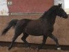 broodmare Sonja (German Riding Pony, 1991, from Nantario)