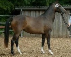 broodmare Holsteins Sahara (German Riding Pony, 2002, from Holsteins William)