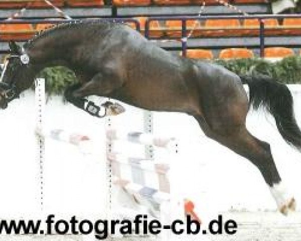 stallion Holsteins Charmeur (German Riding Pony, 2009, from Fehkamp's Coestelin)