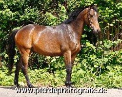 Springpferd Holsteins Bossanova (Deutsches Reitpony, 2006, von Baricello)